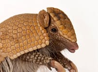 ArmadilloCorp