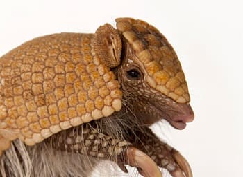 ArmadilloCorp avd Tiller