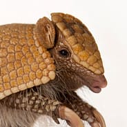 ArmadilloCorp avd Tiller